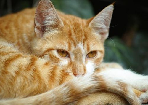 Obstruction Haute Des Voies Urinaires chez le Chat- Traitement et Pronostic
